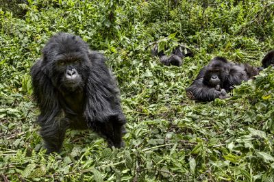 8 days lowlands Gorilla tour Burundi>Ruzizi tours~8days