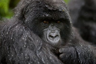 Gorilla trekking Holidays Rwanda>Chimp ~Vacations Rwanda-7 days