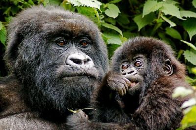 Rwanda gorilla vacation package -2 days