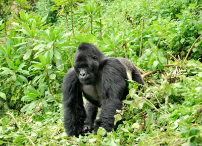 Rwanda  gorilla trip>Gorilla expedition -3 days