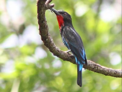 Uganda birder's dream safari(6 days)