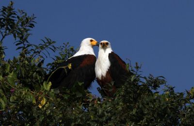 Birding tour Uganda~Rwanda>birding holiday Rwanda-21 days