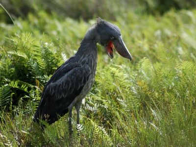 Mabamba Wetland;Lake Victoria-Shoebill Stork Paradise(1 day)