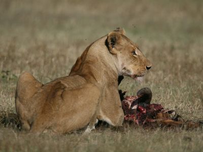 Masai Mara Vacation>vacation Kenya(5 days)