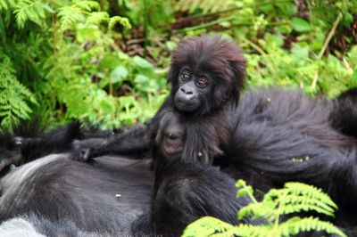 Rwanda Gorilla Vacation>Package Gorilla Vacation Rwanda(3 days)