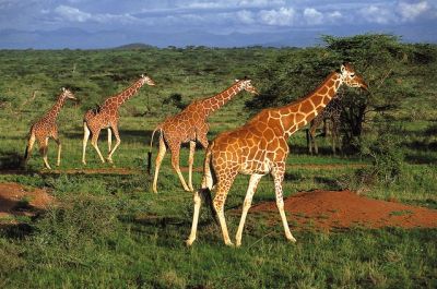 Amboseli Safari Vacation>Holiday Kenya(5 days)