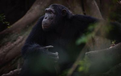 7 days>Rwanda Gorilla & Golden Monkey Tour>Uganda Kibale Chimp Tracking Vacation Package
