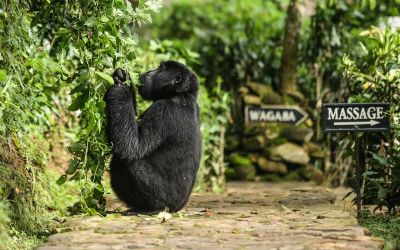 Eastern Lowlands Gorilla Tour DRC>Rwanda Chimps Tour>Burundi Tours