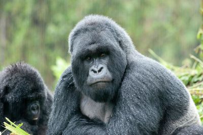 Rwanda gorilla trek Twice Tour~ Rwanda gorilla vacation-5 days