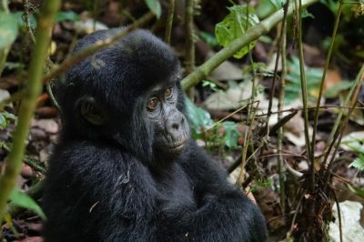 Rwanda short gorilla tour>gorilla vacation package Rwanda-4 days