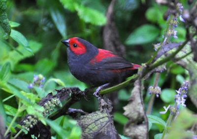 Birding vacations Rwanda>Nyungwe vacations Rwanda (4 days)