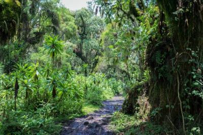 Dian Fossey Rwanda Safari>Gorilla tour package Rwanda(4 Days)