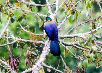 Primates Rwanda> Birding tour Nyungwe Rwanda(6days)