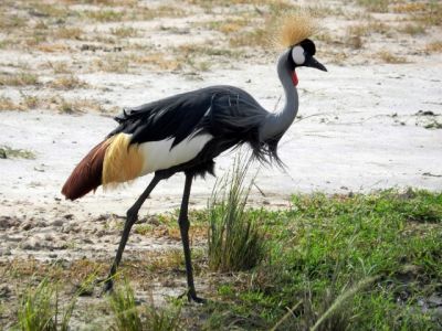 Rwanda birding tour>birding vacation Uganda-15days
