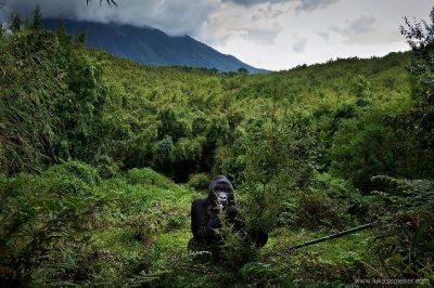 Rwanda Gorilla Vacation>Short Rwanda Gorilla tour>3 days