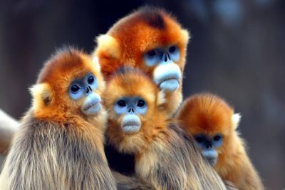 Rwanda Primates Tours>golden monkey vacation Rwanda(4 days)