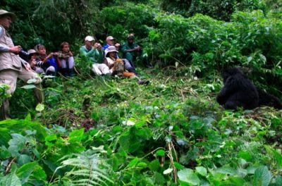 Rwanda Wildlife>Tours to Akagera>Rwanda Gorillas Virunga