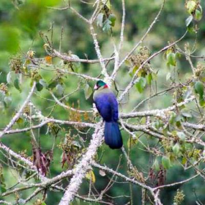 Uganda~Rwanda birding holiday>self drive birding Rwanda~Uganda-19days