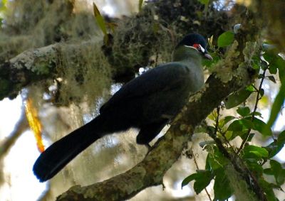 Birding holiday Tanzania>birding tour Serengeti~12days