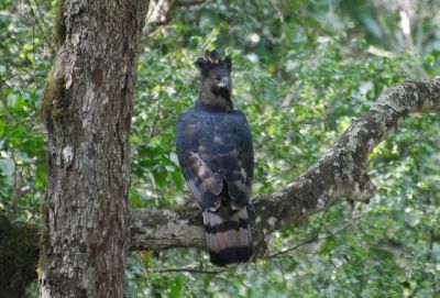 10 Days Bird Watching Tanzania>bird tours tanzania