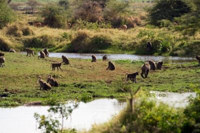 Amazing Serengeti safari>short Serengeti tour-4 nights