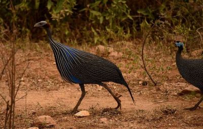 Selous Reserve Bird Watching Southern Tanzania>birding holidays selous