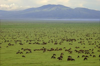 3 Days Serengeti Fly in Safari Package Tanzania>Tanzania Holiday safari