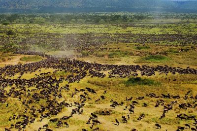 4 Days Fly in  Serengeti Safari Package>Ngorongoro Vacations