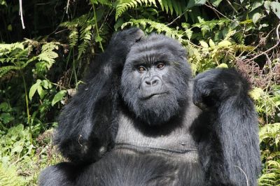 Gorilla Tracking Safari Rwanda , Gorillas Uganda(6 days)