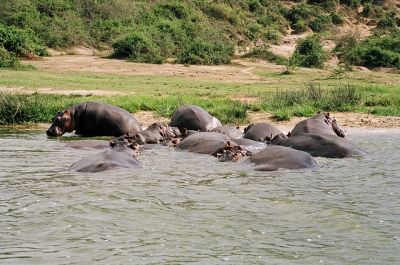 Primates and Serengeti  Safari-PSS