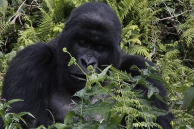 Rwanda Gorilla Permits~Uganda Gorilla Permits