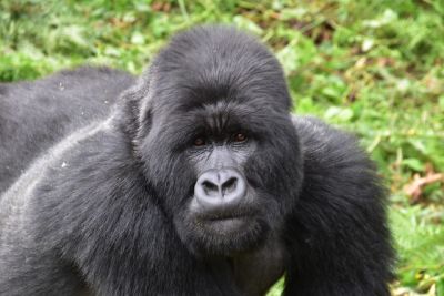 Rwanda 15 days Safari offer-The very  best of Rwanda