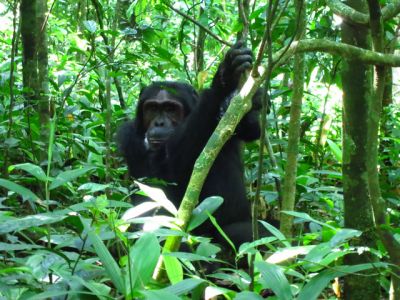 Uganda tour offer>Gorilla Tours Uganda~12 days