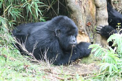 Gorillas in the mist-incl Iby'Iwacu cultural village visit