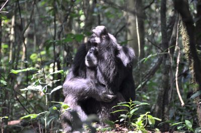 UGANDA AND RWANDA GREAT APES SAFARI/GORILLAS AND CHIMPS