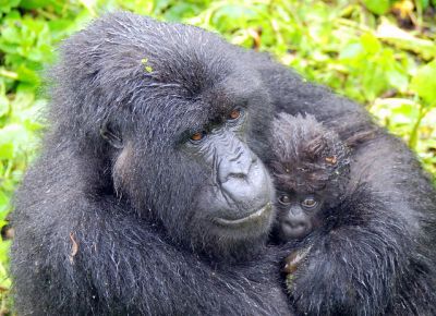 Kahuzi-Biega National Park-DRC