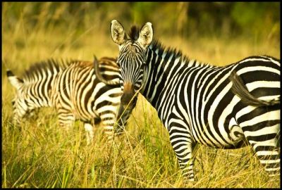 Akagera National Park