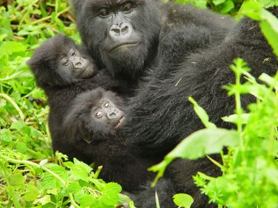 Mountain Gorillas Information-Rwanda/Uganda
