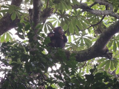 Nyungwe National Park