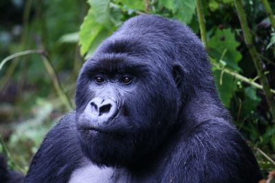 Rwanda Gorilla Families as @18.12.2010