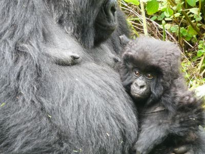 Rwanda Gorilla naming ceremony-kwita izina 2010