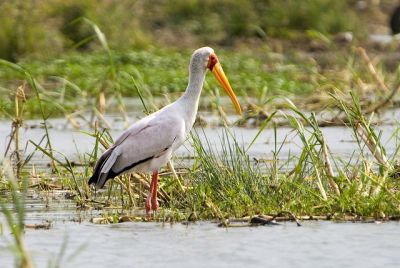 Uganda Bird Watching