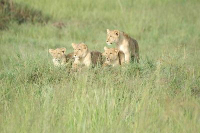 Uganda National Parks