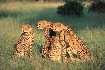 4 Days Tanzania Serengeti safari>Ngorongoro Holiday Package Tanzania