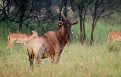 5 Days Safari Holiday Package Serengeti>vacations serengeti