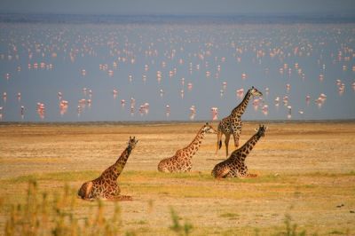 6 Days Ngorongoro Safari>Ngorongoro Crater Safari Tanzania