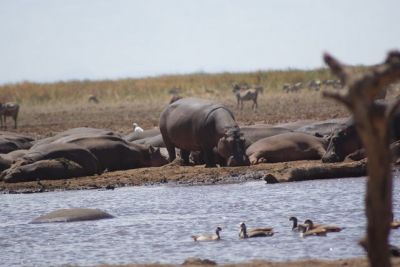 7 Days Holiday in Tanzania>safari in Tanzania