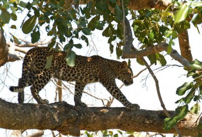 Tanzania National Parks