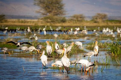 Tanzania Serengeti Birding>self drive bird watching Tanzania~15 days