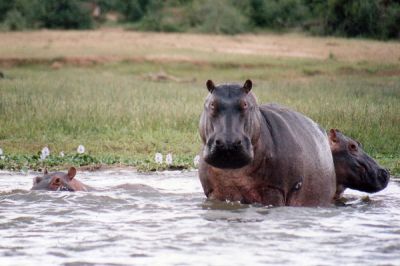 Discover Murchison  Falls NP Safari>package holiday uganda(4days)